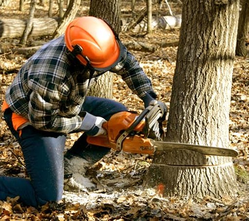 Tree Removal in Hermansville, MI
